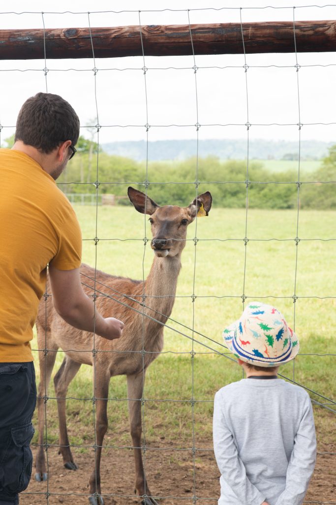 Man feeding red deer through fence with child watching beside him